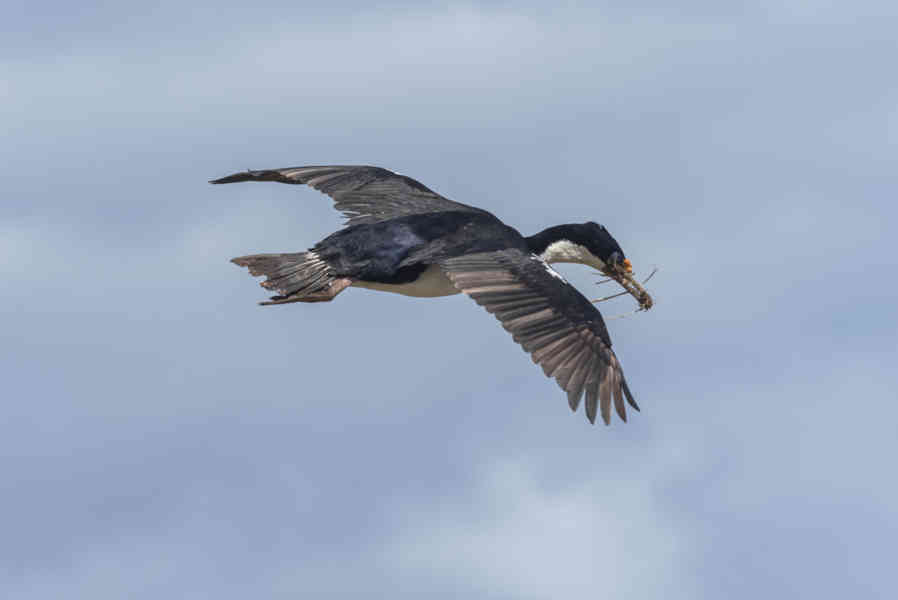 Cormoran Real - islas Falkand o Malvinas 03.jpg